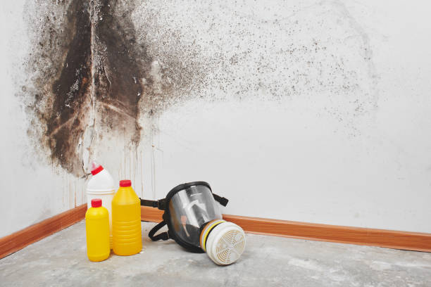 Best Attic Mold Removal  in Fairfax, OH