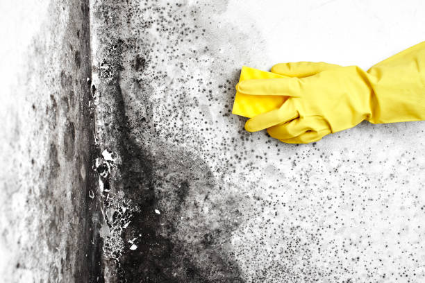 Best Black Mold Removal  in Fairfax, OH