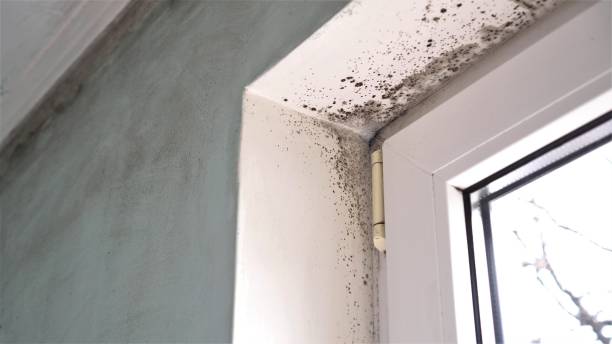 Best Home Mold Removal  in Fairfax, OH