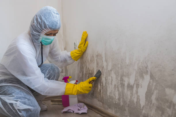 Best Local Mold Removal Service  in Fairfax, OH