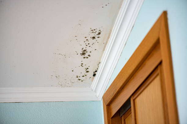 Best Fast Mold Removal  in Fairfax, OH