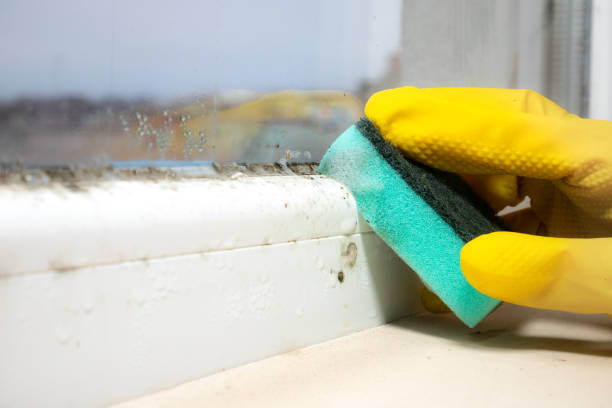 Best Same-Day Mold Removal  in Fairfax, OH