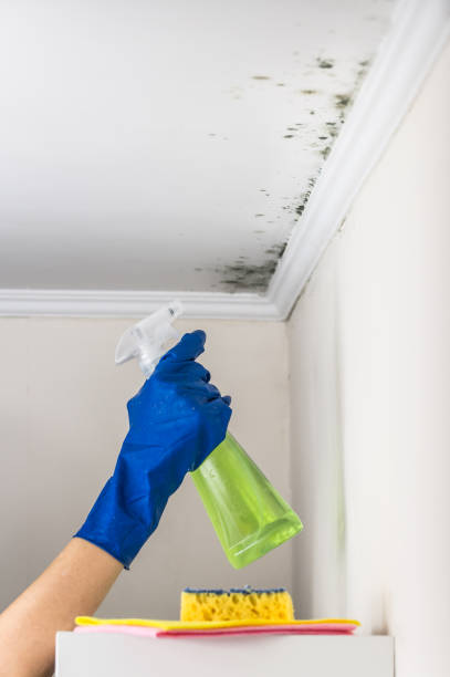 Best Residential Mold Removal  in Fairfax, OH