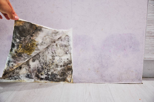 Best Mold Removal and Inspection  in Fairfax, OH